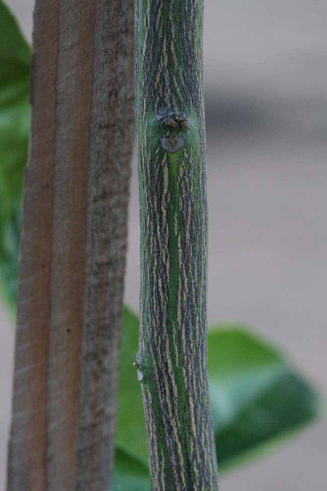              Bark (Riverside, CA)       